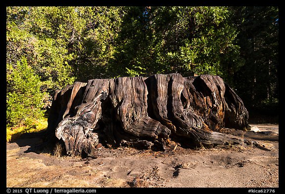 Mark Twain Stump, 90 feet cicumferance. Kings Canyon National Park (color)