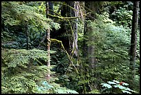Foliage, Carbon rainforest. Mount Rainier National Park, Washington, USA.