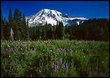 Lupine, conifers, and Mt Rainier, Paradise. Mount Rainier National Park, Washington, USA. (color)