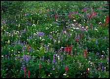 Meadow detail with multicolored wildflower carpet, Paradise. Mount Rainier National Park, Washington, USA.