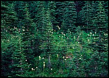Beargrass and conifer forest. Mount Rainier National Park, Washington, USA. (color)