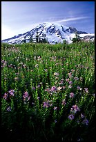Dense field of wildflowers and Mt Rainier from Paradise, late afternoon. Mount Rainier National Park, Washington, USA. (color)