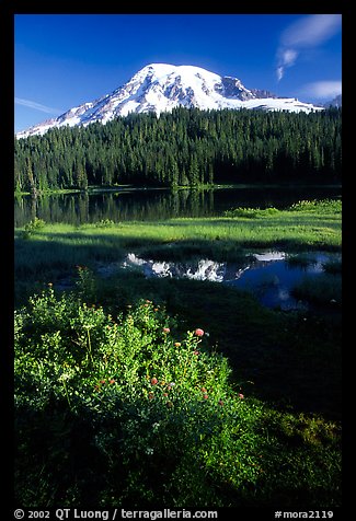 Mt Rainier and reflection, early morning. Mount Rainier National Park, Washington, USA.