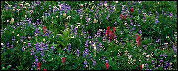 Close-up of flowers in meadow. Mount Rainier National Park (Panoramic color)
