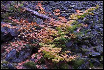 Shrubs in autumn color growing on talus slope. Mount Rainier National Park, Washington, USA.