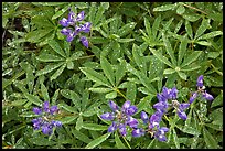 Close-up of lupine with rain droplets. Mount Rainier National Park ( color)
