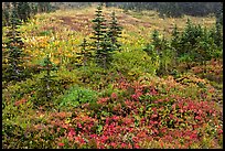 Paradise meadow in the fall. Mount Rainier National Park, Washington, USA.