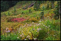 Wildflowers bloom while berry plants turn to autumn color in background. Mount Rainier National Park ( color)