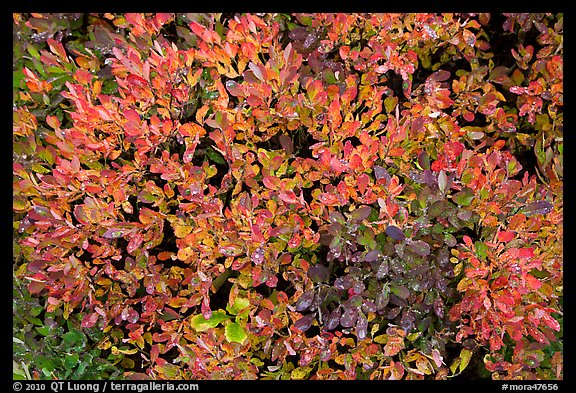 Close-up of berry leaves in autumn color. Mount Rainier National Park (color)