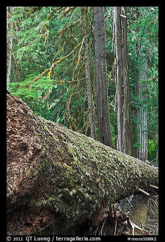 Moss-covered fallen tree in Patriarch Grove. Mount Rainier National Park, Washington, USA.