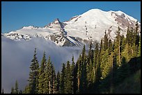 Forest, Mt Rainier and fog, early morning. Mount Rainier National Park, Washington, USA. (color)