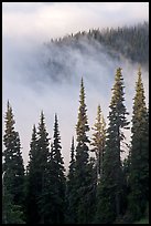 Forest and low clouds. Mount Rainier National Park, Washington, USA. (color)