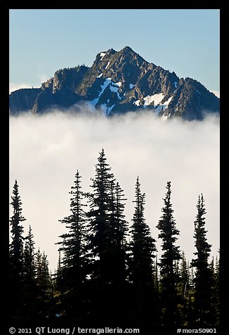 Spruce trees and mountain emerging above clouds. Mount Rainier National Park, Washington, USA.