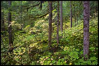 Rain forest in autumn, Ohanapecosh. Mount Rainier National Park ( color)