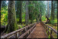 Boardwalk in autumn, Grove of the Patriarchs. Mount Rainier National Park ( color)