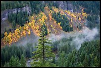 Stevens Canyon with trees in autumn foliage amongst evergreens. Mount Rainier National Park ( color)