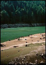 Tree stumps and river. North Cascades National Park ( color)
