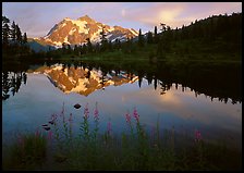 Fireweed, Mount Shuksan reflected in Picture lake, sunset.  ( color)