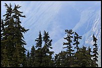 Conifers and hazy forested slope, North Cascades National Park.  ( color)