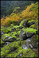 Rocks with green moss, autumn foliage, North Cascades National Park. Washington, USA.