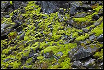 Mossy rocks, North Fork of the Cascade River, North Cascades National Park.  ( color)