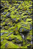 Boulders covered with green moss, North Cascades National Park. Washington, USA.
