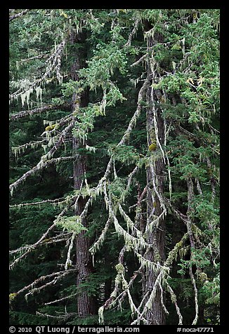 Fir and lichen, North Cascades National Park.  (color)