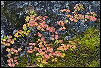 Vine maple leaves in autumn color, North Cascades National Park. Washington, USA.