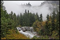 Stream, trees, and fog, North Cascades National Park.  ( color)