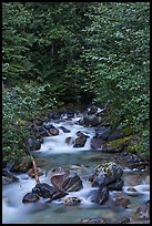 Creek cascading over boulders, Mount Baker Snoqualmie National Forest. Washington (color)
