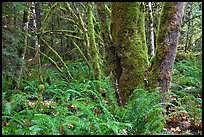 Ferns and moss-covered trunks, North Cascades National Park Service Complex. Washington, USA.