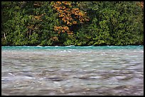 Skagit River during the fall salmon run, North Cascades National Park Service Complex.  ( color)
