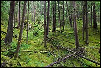 Rainforest with moss-covered floor and fallen trees, North Cascades National Park Service Complex. Washington, USA. (color)