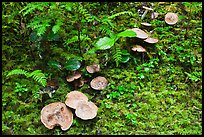 Mushrooms, North Cascades National Park Service Complex. Washington, USA. (color)