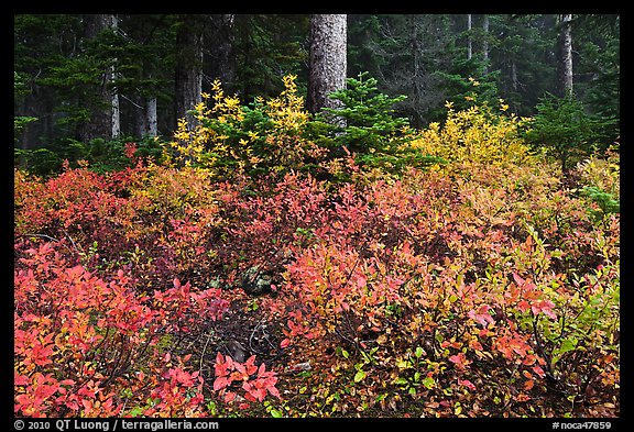 Berry shrubs color forest fall in autumn, North Cascades National Park. Washington, USA.