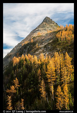 Larch trees in autumn foliage below triangular peak, Easy Pass, North Cascades National Park. Washington, USA.