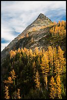 Larch trees in autumn foliage below triangular peak, Easy Pass, North Cascades National Park. Washington, USA.