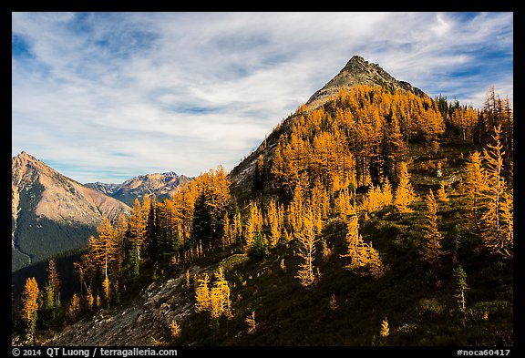 Alpine larch in autumn foliage above Easy Pass, North Cascades National Park. Washington, USA.