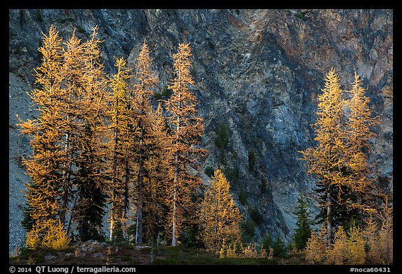 Alpine larch in autumn and rock wall, Easy Pass, North Cascades National Park. Washington, USA.