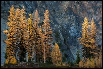 Alpine larch in autumn and rock wall, Easy Pass, North Cascades National Park.  ( color)