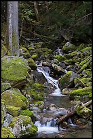 Creek with mossy boulders, North Cascades National Park Service Complex. Washington, USA.