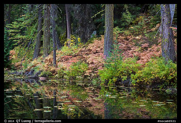 Shore reflection, Coon Lake, North Cascades National Park Service Complex. Washington, USA.