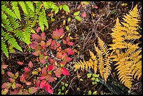 Close-up of ferns and berry plants in autumn, North Cascades National Park Service Complex. Washington, USA.