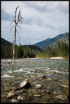 Isolated dead tree, Stehekin River, North Cascades National Park Service Complex. Washington, USA.