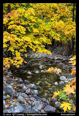 Stream and trees in autum foliage, Stehekin, North Cascades National Park Service Complex.  (color)