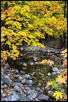 Stream and trees in autum foliage, Stehekin, North Cascades National Park Service Complex. Washington, USA.