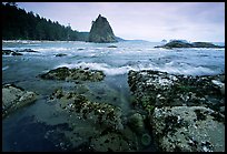 Tidepool at Rialto beach. Olympic National Park, Washington, USA. (color)