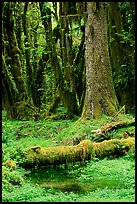 Mosses and trees, Quinault rain forest. Olympic National Park, Washington, USA. (color)