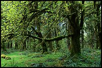 Green Mosses and trees, Quinault rain forest. Olympic National Park ( color)