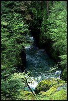 Quinault river in gorge. Olympic National Park, Washington, USA.